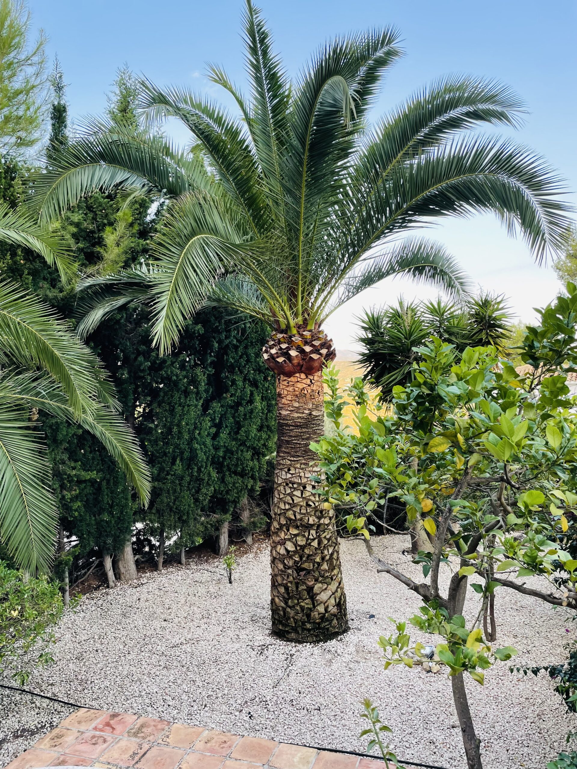 Villa Almoradi Palm Tree